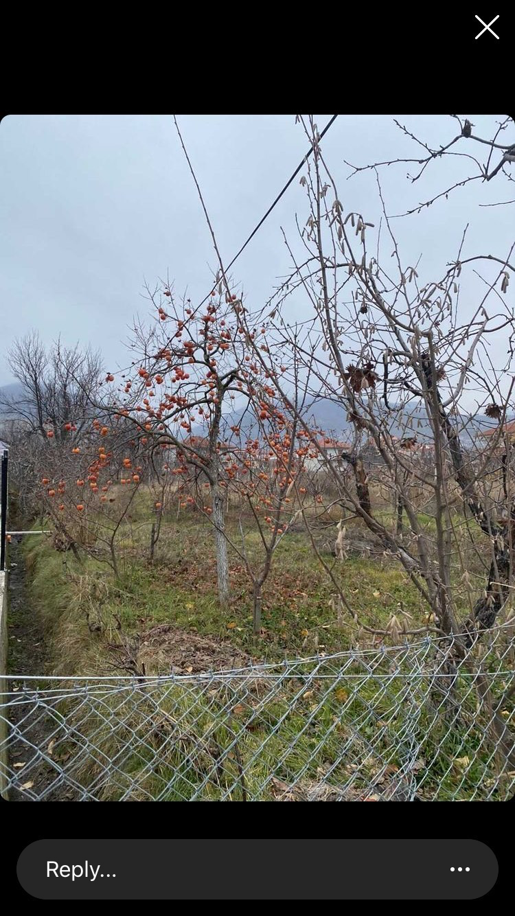 Vile per shitje ne Pogradec